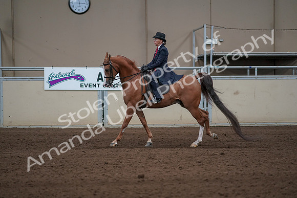 2019 Morgan Horse Show - Sept 01, 2019 - 11946