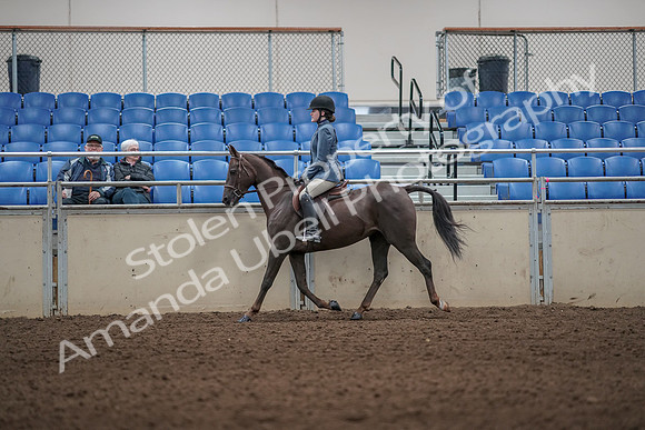 2019 Morgan Horse Show - Aug 31, 2019 - 05003