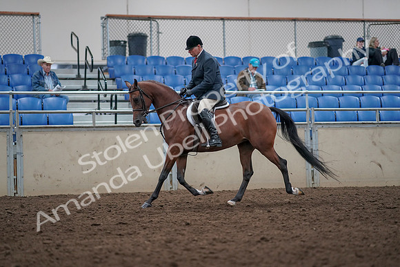 2019 Morgan Horse Show - Aug 31, 2019 - 14709