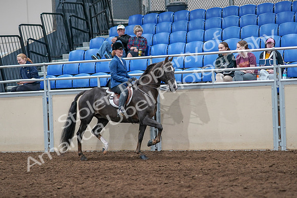 2020 - AB Morgan Horse - Sat, Sept 05 - 05205