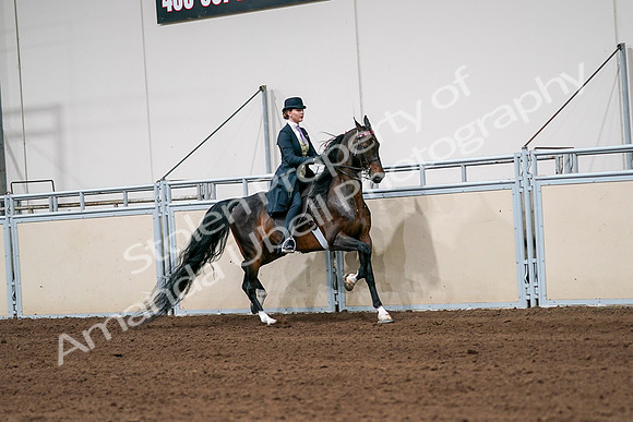 2020 - AB Morgan Horse - Sat, Sept 05 - 06392