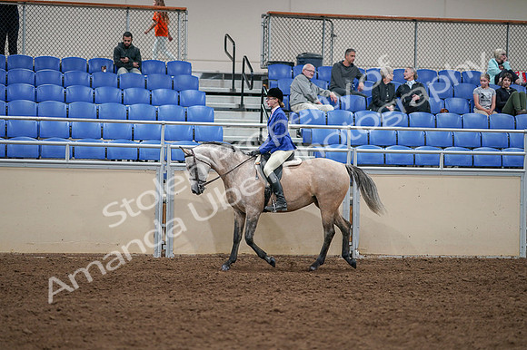 2020 - AB Morgan Horse - Fri, Sept 04 - 10341
