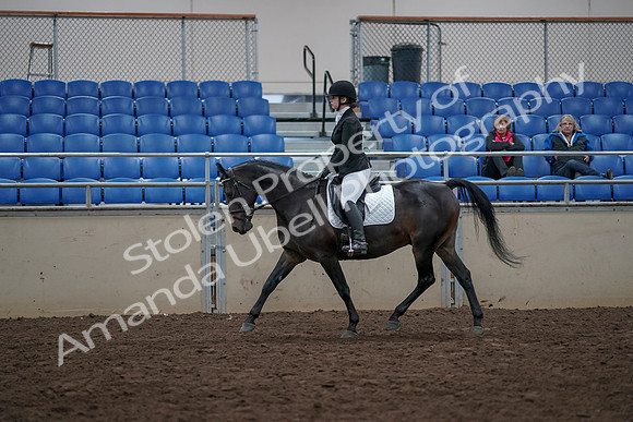 2019 Morgan Horse Show - Aug 31, 2019 - 16500