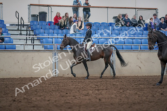 2019 Morgan Horse Show - Aug 31, 2019 - 20421