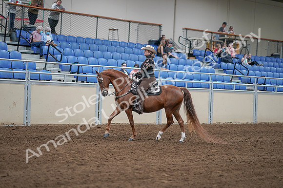 2020 - AB Morgan Horse - Fri, Sept 04 - 08331