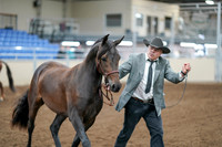 2020 - AB Morgan Horse - Sat, Sept 05 - 00249