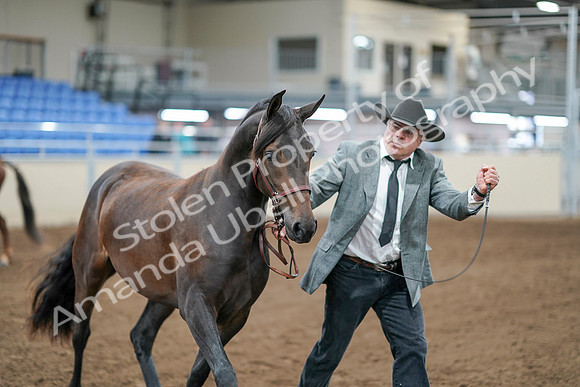 2020 - AB Morgan Horse - Sat, Sept 05 - 00249