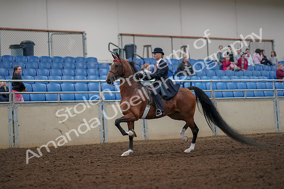 2019 Morgan Horse Show - Aug 30, 2019 - 25071