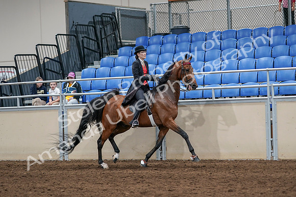 2020 - AB Morgan Horse - Sat, Sept 05 - 06757