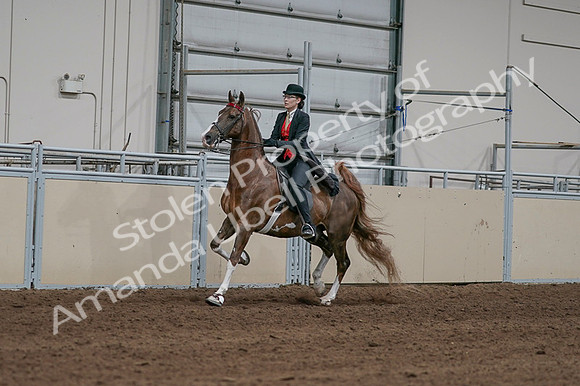 2020 - AB Morgan Horse - Fri, Sept 04 - 09713