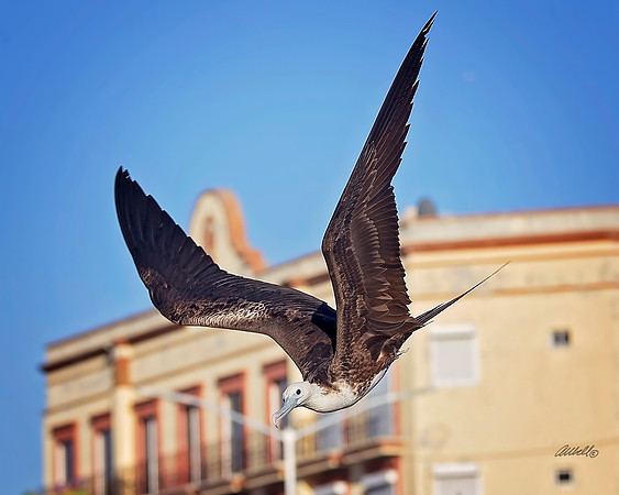Birds - 162