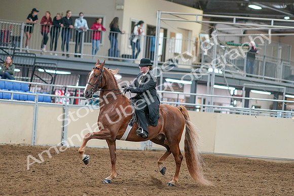 2020 - AB Morgan Horse - Sat, Sept 05 - 07973