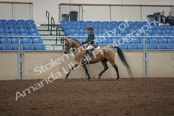 2019 Morgan Horse Show - Aug 31, 2019 - 04989