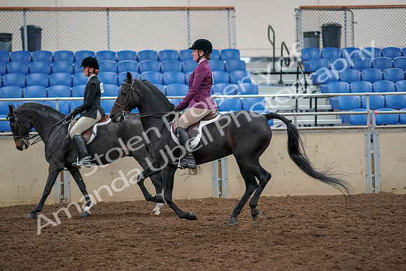 2019 Morgan Horse Show - Aug 30, 2019 - 23430
