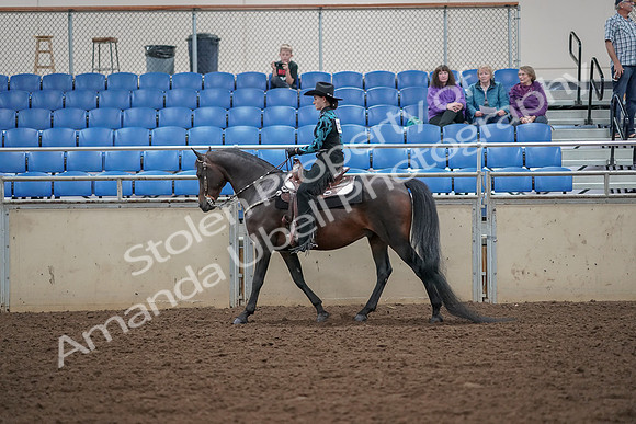 2019 Morgan Horse Show - Aug 30, 2019 - 25894