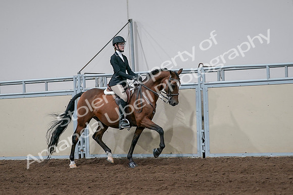 2020 - AB Morgan Horse - Fri, Sept 04 - 06000