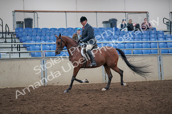2019 Morgan Horse Show - Aug 31, 2019 - 14813