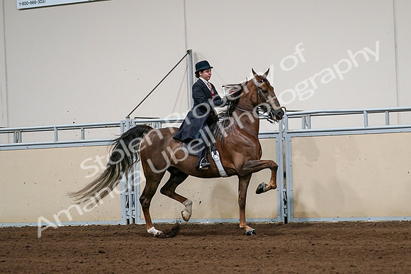 2020 - AB Morgan Horse - Sat, Sept 05 - 06370