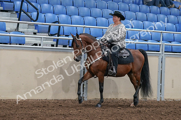 2020 - AB Morgan Horse - Fri, Sept 04 - 05702