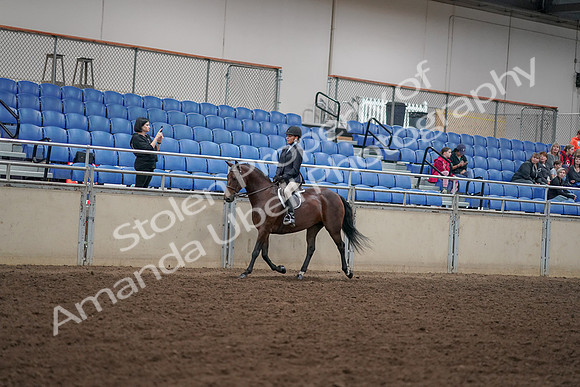 2019 Morgan Horse Show - Aug 30, 2019 - 12664