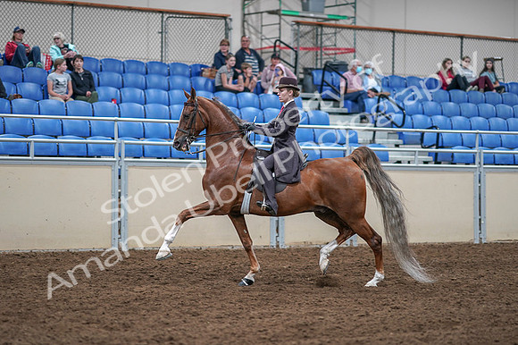 2020 - AB Morgan Horse - Fri, Sept 04 - 11191