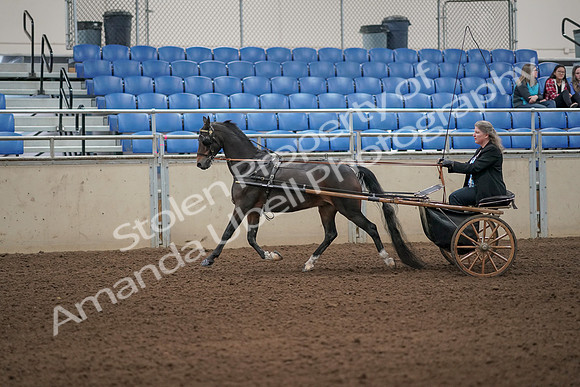 2019 Morgan Horse Show - Aug 31, 2019 - 04241
