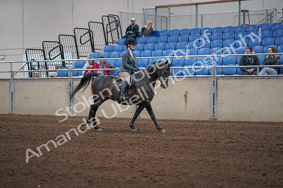 2019 Morgan Horse Show - Sept 01, 2019 - 11090