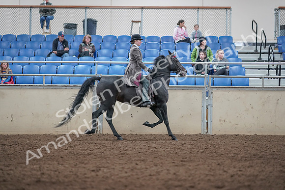 2019 Morgan Horse Show - Aug 31, 2019 - 09573