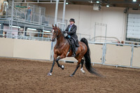 2020 - AB Morgan Horse - Sat, Sept 05 - 12897