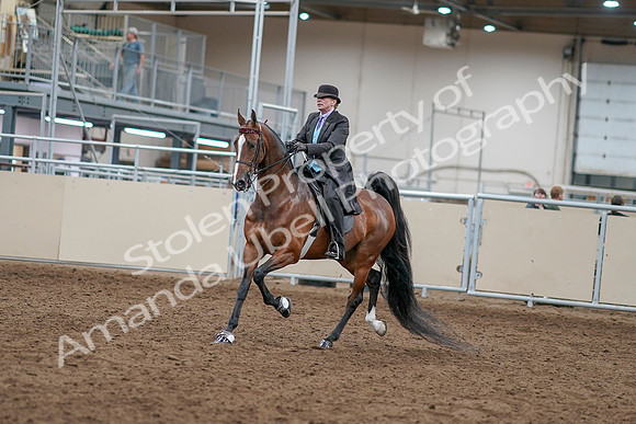 2020 - AB Morgan Horse - Sat, Sept 05 - 12897