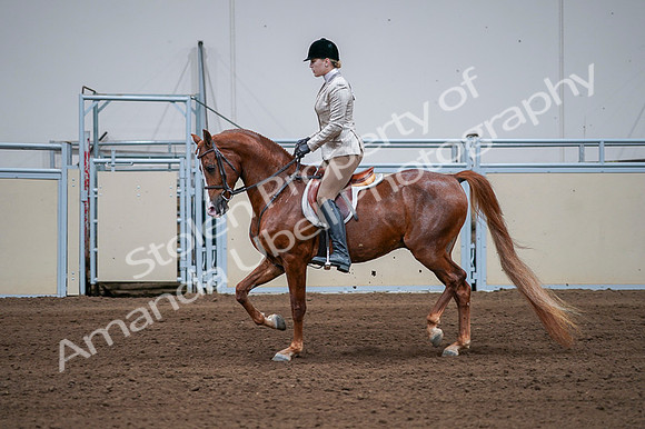 2020 - AB Morgan Horse - Fri, Sept 04 - 01646