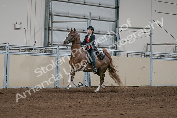 2020 - AB Morgan Horse - Fri, Sept 04 - 09712