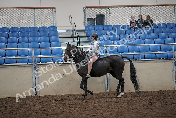 2019 Morgan Horse Show - Aug 30, 2019 - 31043