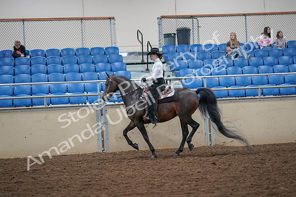 2019 Morgan Horse Show - Aug 30, 2019 - 16874