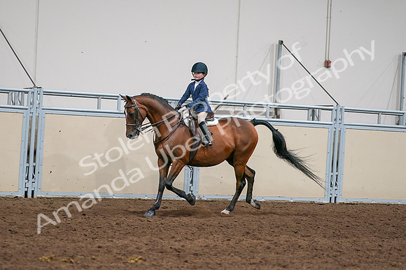2020 - AB Morgan Horse - Sun, Sept 06 - 08161