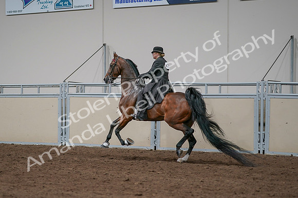 2020 - AB Morgan Horse - Fri, Sept 04 - 09689