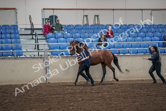 2019 Morgan Horse Show - Aug 31, 2019 - 01007