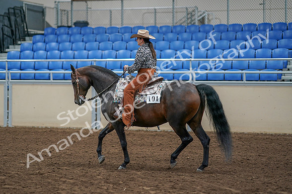 2020 - AB Morgan Horse - Fri, Sept 04 - 00084