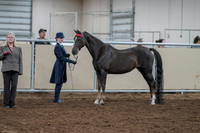 2020 - AB Morgan Horse - Fri, Sept 04 - 00884