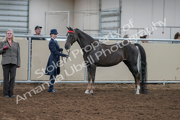 2020 - AB Morgan Horse - Fri, Sept 04 - 00884