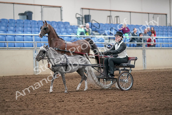 2019 Morgan Horse Show - Aug 30, 2019 - 13267