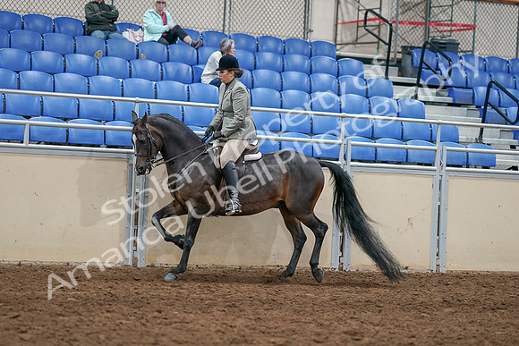 2020 - AB Morgan Horse - Sat, Sept 05 - 14484