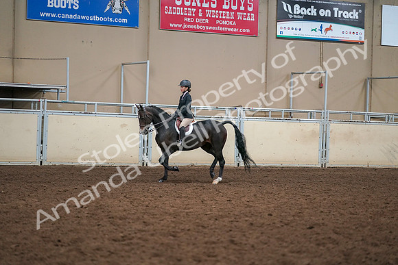 2019 Morgan Horse Show - Aug 30, 2019 - 12191