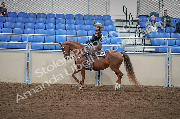 2020 - AB Morgan Horse - Fri, Sept 04 - 08353