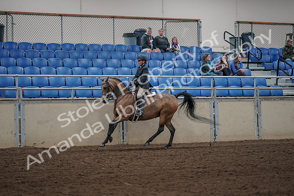 2019 Morgan Horse Show - Aug 31, 2019 - 05144