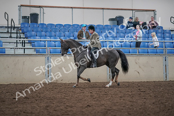 2019 Morgan Horse Show - Aug 31, 2019 - 14920