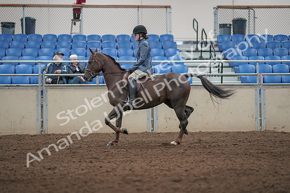 2019 Morgan Horse Show - Aug 31, 2019 - 07300