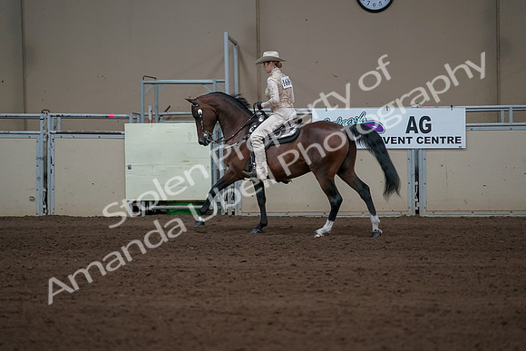 2019 Morgan Horse Show - Sept 01, 2019 - 06974