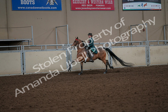 2019 Morgan Horse Show - Aug 30, 2019 - 27992