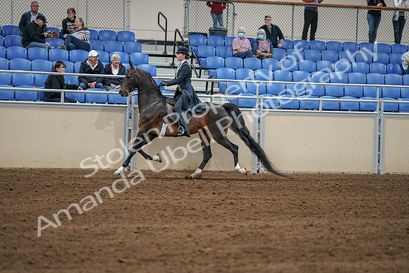 2020 - AB Morgan Horse - Sat, Sept 05 - 06307
